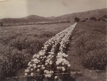 "Snow white poppies dividing the pink and lavender sweet peas"