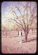 "Janice under a prune tree in bloom Spring 1950"