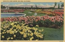 Municipal Rose Garden, San Jose, California. 463