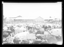 Dairy farm, c. 1940