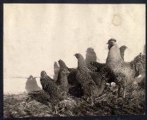 "A finely bred yard of Barred Plymouth Rocks, owned by Andrew P. Hill, San Jose, Cal. .."