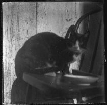 Cat sitting on a chair with saucer