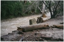 Flooding around and through trees, possibly the 1998 El Nino Flood in California