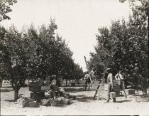 Goup of workers picking apricots