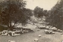 Shorn sheep on a hillside