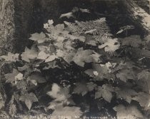 "The Thimble Berry as it grows by the roadside, La Honda, Cal."