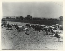 Herd of dairy cattle