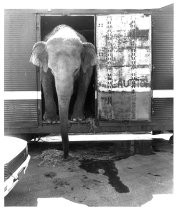 Elephant unloading at Great America