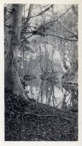 Trees reflected in wooded stream