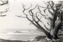 Leafless tree along Pacfic Coast