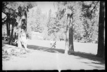 Baseball game and field in park under trees