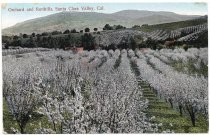 Orchard and foothills, Santa Clara Valley, Cal