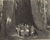 Sempervirens Club in Big Basin, Auto Tree