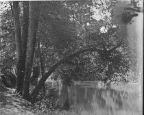 Trees on bank of river, c. 1912