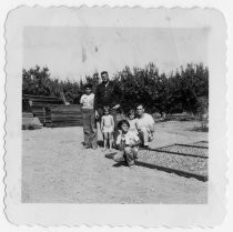 "Life at the orchard - drying apricots 1951"