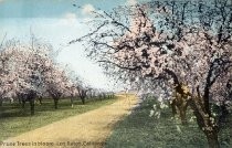 Prune trees in bloom--Los Gatos, California