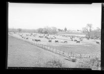 "Heath. Milpitas" dairy farm