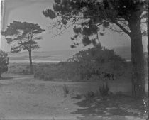 Pacific coast, Monterey cypress, c. 1912