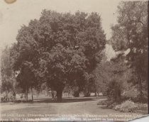 Oak Tree, Vendome Grounds