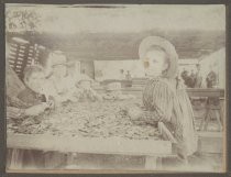 Children sorting dried apricots in work shed