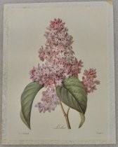 Lilas