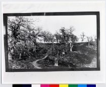 Summit Oaks, Mount Hamilton near the summit