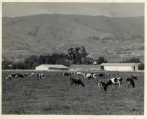 Herd of cattle at dairy farm