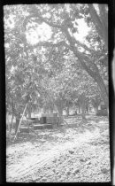 Fruit orchard