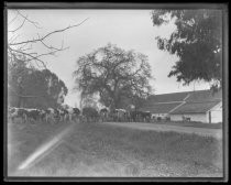 Dairy farm