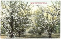 View in a Great Prune Orchard of 300,000 Trees near San Jose, Cal