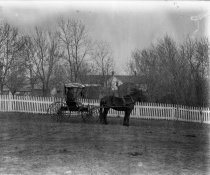 Horse-drawn carriage in lawn