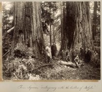 "Twin Sequoias, 'Contemporary with the Builders of Babylon'"