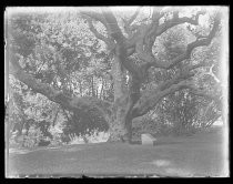 "Oaks - Berkeley - Sept 1916"