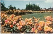 Municipal Rose Garden