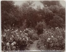 "View in a Chrysathemum Garden, Santa Clara, Cal."