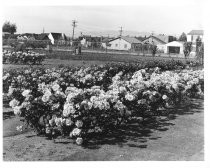 "Rose Garden, 1937"