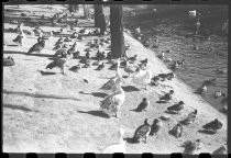 Ducks and geese at San Diego Zoo