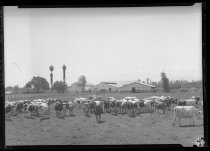 "Macedo. Milpitas" dairy farm