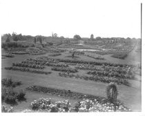 Municipal Rose Garden, San Jose