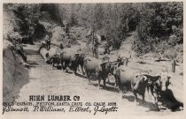 Hihn Lumber Co. Oxen