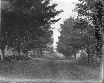 Leaf covered path or road through trees, c. 1912