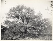 Payne Walnut Tree, Payne Avenue