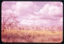 "Flowering of Mustard & Prune Blossoms 1957"