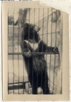 Dixie behind cage bars