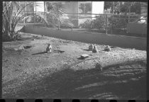 Prairie dogs at San Diego Zoo