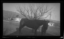 Al Kearney, in suit, with horse