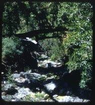 Rocky creek bed surrounded by trees