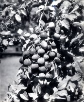 Prunes, 1942