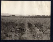 "Tilling an orchard in spring time, taken near line of the S. J. L. G. Interurban R. R."