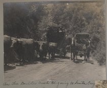 Photo from the Von Dorsten family album. Oxen hauling lumber wagon